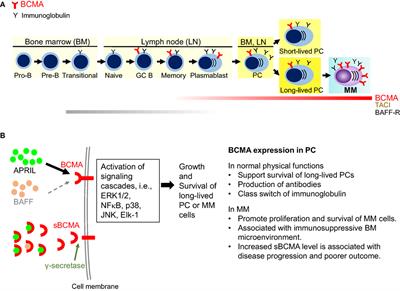 Frontiers | Targeting B Cell Maturation Antigen (BCMA) In Multiple ...